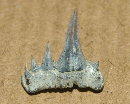 Dente squalo - dente, di