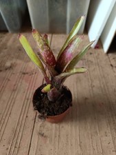Neoregelia PINK STAR  planta