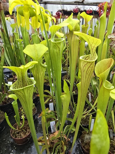 Sarracenia oreophila var