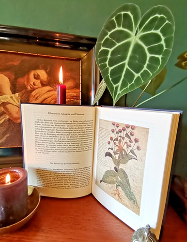 Erbe magiche piante medicina - erbe,