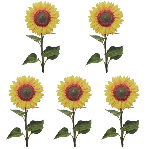 Set palo girasole - 5,