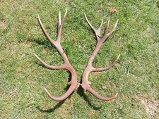 Coppia palchi corna di cervo simmetrici con corona perfetta