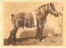 1938 BELGIQUE Cheval de trait belge - Concours - Mephisto du Beau Soleil