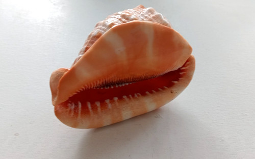 Cypraea cassis rufa big sea - cypraea,