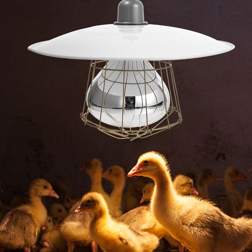 Lampada conservazione calore - lampada,