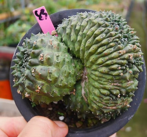 Rara pianta cactus - di,