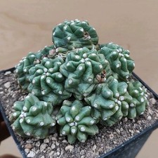 Echinocereus triglochidiatus