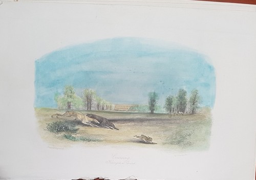 Cani incisione acquarellata - cani,