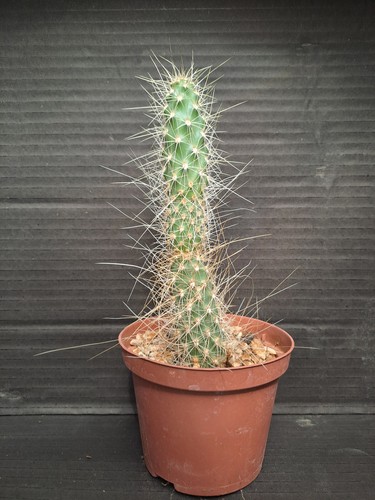 Opuntia diploursina meadview - diploursina, (meadview