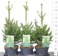Abete rosso "Picea Abies"