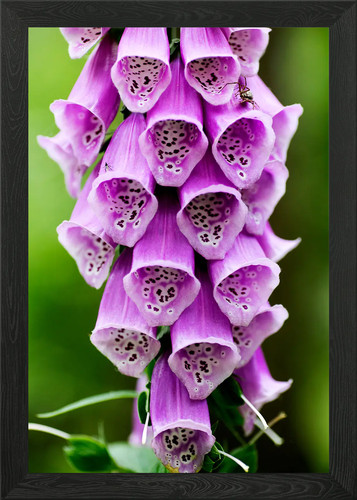stampa quadro moderno fiore