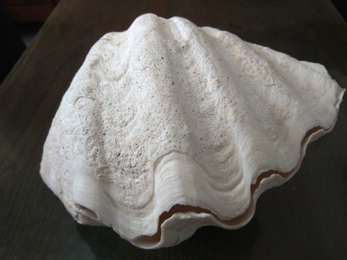 Tridacna oceano indiano - tridacna,