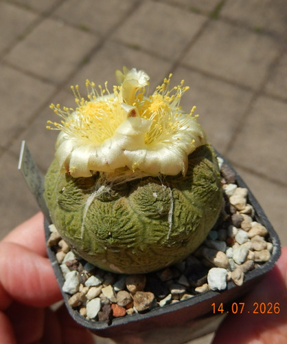Copiapoa hypogaea 261 pelle - hypogaea, fr-261