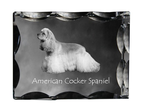 Cocker spaniel americano - spaniel,