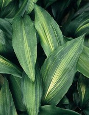 ASPIDISTRA ELATIOR  VARIEGATA ZEBRA