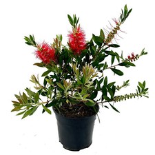 Callistemon 'rosso' in vaso pianta perenne a crescita varia