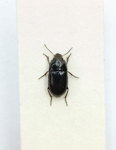 Entomology taxidermy - entomology,