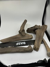 Ursus Spelaeus Cave Arm Leg