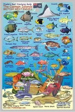 CAYMAN ISLANDS REEF CREATURES GUIDE FRANKO MAPS LAMINATED By Franko Maps Ltd.