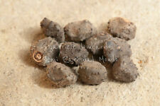 BANANO DA INTERNO - MUSA ACUMINATA, 10 SEMI SELEZIONATI