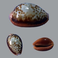 Cypraea helvola argella, Diego Suarez, Madagascar, 28,2 mm, XXL, SPECIAL PATTERN