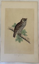 MORRIS SCOPS EARED OWL ASSIOLO