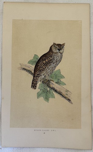 Morris scops eared - morris,