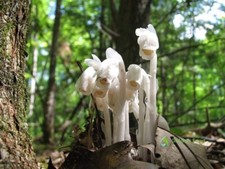 10 semi Monotropa Uniflora