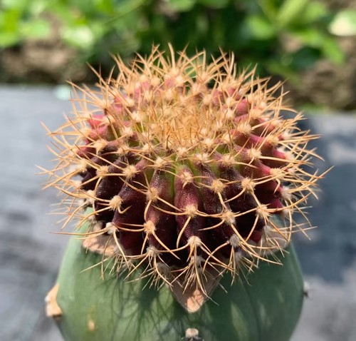 Uebelmannia gummifera cm - gummifera, 4,4