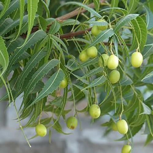 Azadirachta indica neem tree - azadirachta, indica,