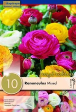 Bulbi di Ranuncolo Mixed 10 pz