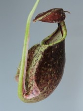 NEPENTHES RAFFLESIANA - BAKU