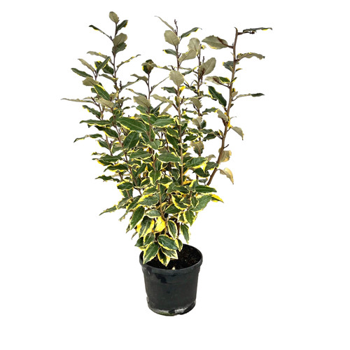 Pianta eleagnus variegato - eleagnus,