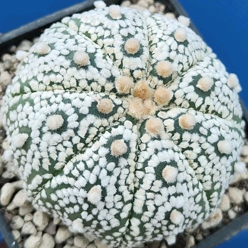 Astrophytum asterias ooibo