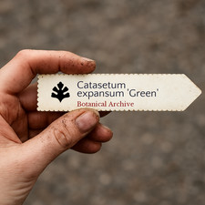 Catasetum expansum green - expansum, 'green'