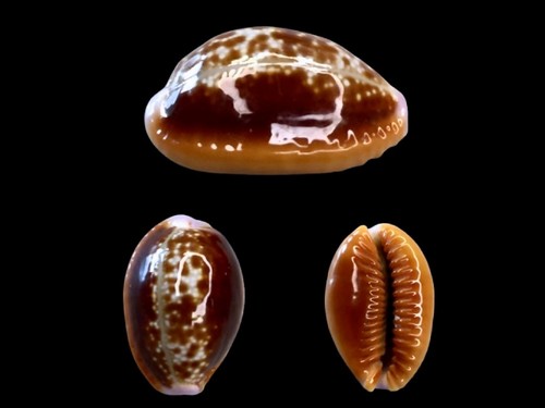 cypraea helvola