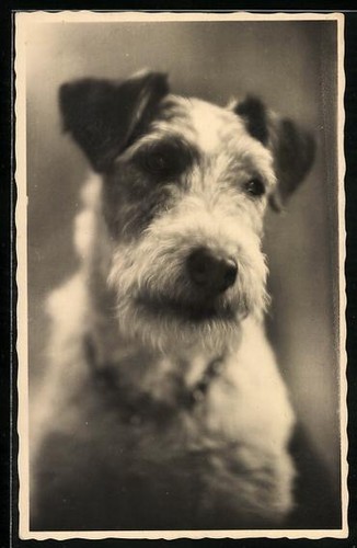 Fox terrier ritratto - terrier,,