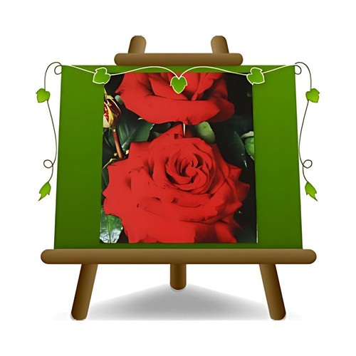 Rosa cespuglio rosso - rosa, a