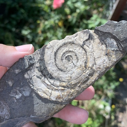 Psiloceras planorbis ammonite - psiloceras,