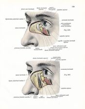 Stampa antica ANATOMIA dell' OCCHIO oculista medicina Sobotta 1931 Antique print