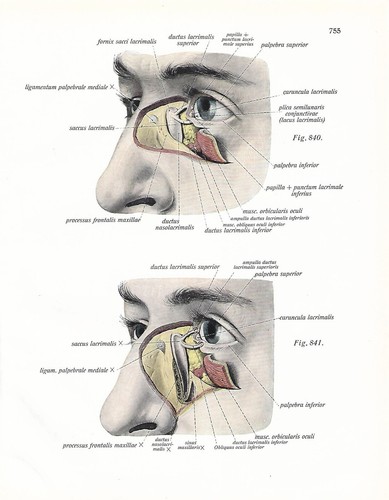 Stampa antica anatomia dell - anatomia, dell'