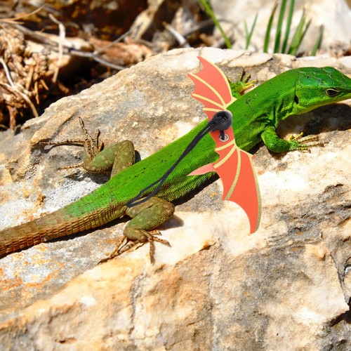 Guinzaglio per drago barbuto - ,