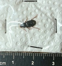 Coleoptera Carabidae, Harpalus