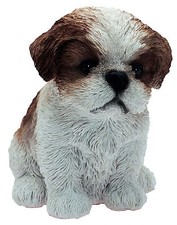 Cane Barboncino (Carlino)