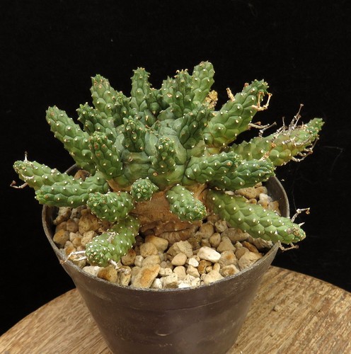 Euphorbia gamkaensis caudex - gamkaensis,
