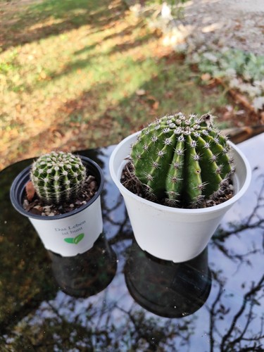Cactus globoso - cactus, (taglia