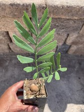 Encephalartos Middelburgensis