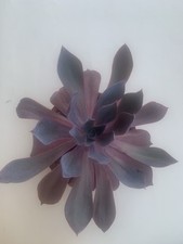 Echeveria Afterglow Taglia Grande