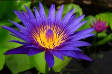 NYMPHAEA CAPENSIS BLUE -