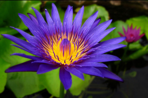 Nymphaea capensis blue - capensis,
